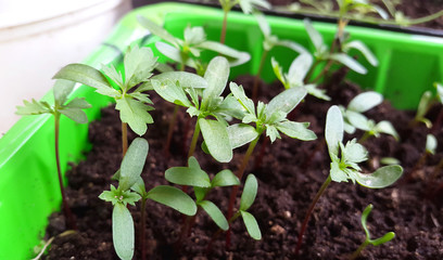 small green seedlings of marigold for garden