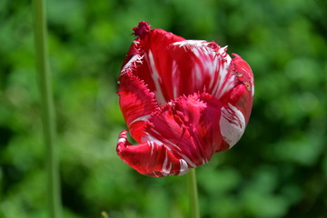 a beautiful red Tulip grows in the garden in spring