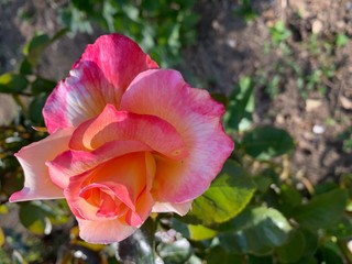 rose plusieurs couleurs 