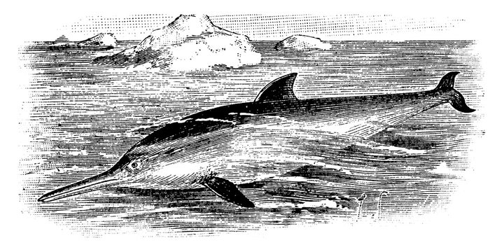 black and white swordfish swimming in ocean clip art preview