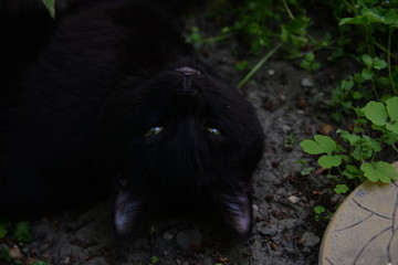 little black cat playing in the garden with grass