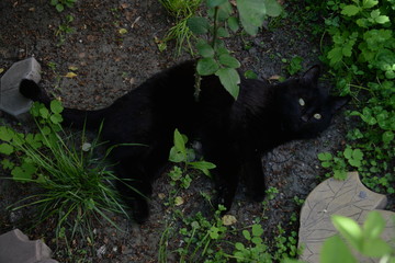 Naklejka na ściany i meble little black cat playing in the garden with grass