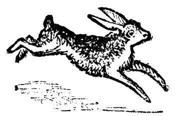 Hare, vintage illustration. © Morphart