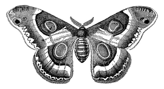 Bombycina, vintage illustration.
