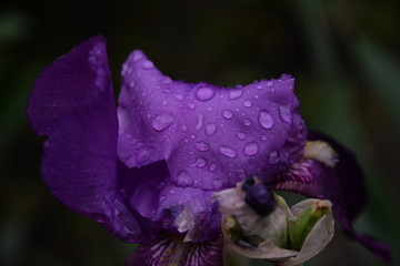 iris is a beautiful bright flower in the garden after the rain 