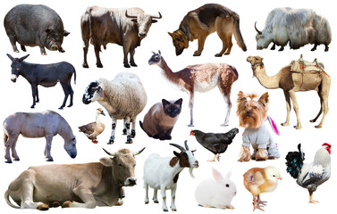 collection farm animals © JackF