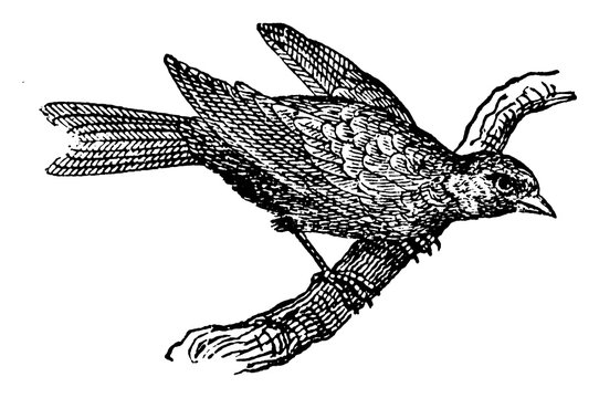 black and white bird perched on branch clip art preview