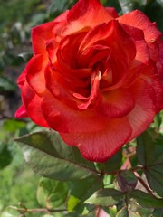 rose rouge orange macro