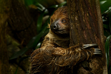 Obraz premium Southern Two-toed Sloth - Choloepus didactylus, beautiful shy slow mammal from South American forests, Brazil.