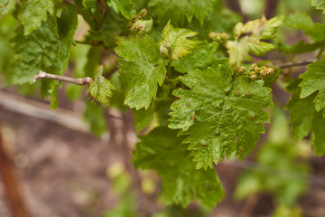 painful leaves of anthracnose grapes spring photo