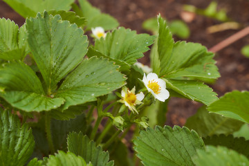 green strawberry leaves with drops of water from the rain © XELAR