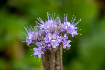 Bienenfreund - Phacelia - Rainfarn-Phazelie