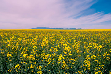Fototapeta premium Rapeseed field