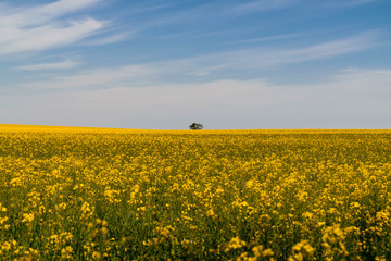Rapeseed field with a tree