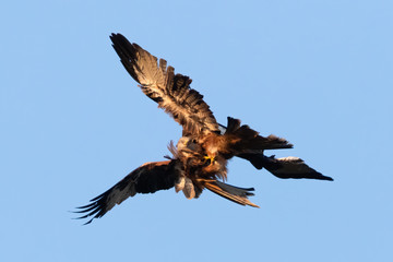 Seltene Aufnahme vom Rotmilan (milvus milvus) im Frühling im Balzflug vor blauen Himmel in Deutschland