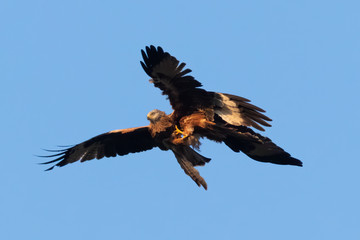 Seltene Aufnahme vom Rotmilan (milvus milvus) im Frühling im Balzflug vor blauen Himmel in Deutschland