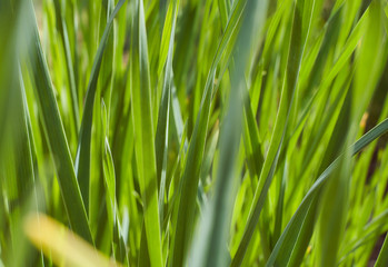 green foliage from garlic spring photo sun flare