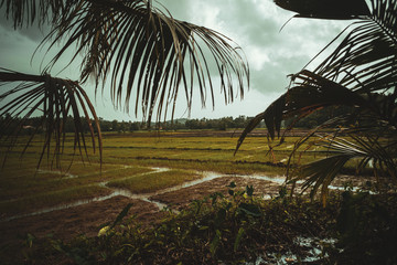 Azjatycki krajobraz wiejski, pola rolne, pola ryżowe, palmy.