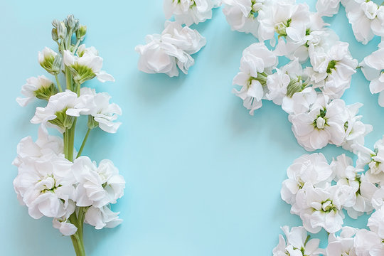 Small white flowers and a white blossoming branch are on a turquoise background. Object background for your product and text. Romantic tiffany color background and delicate flowers. Flat Lay.