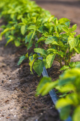 Cultivation of potatoes with drip irrigation. Growing spud, photo with perspective. Fresh tops close up. Agriculture.