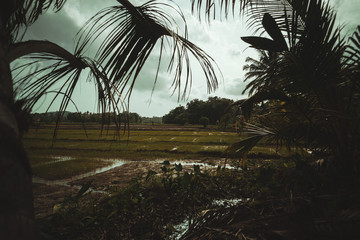 Azjatycki krajobraz wiejski, pola rolne, pola ryżowe, palmy. © insomniafoto