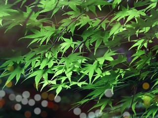 Vivid maple with colorful lightbulbs.