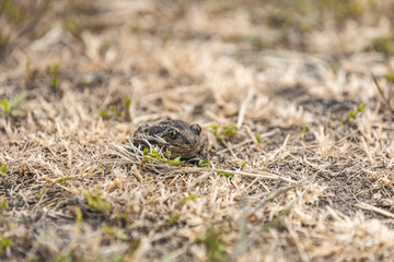 Animal frog garlic toad Pelobates fuscus sitting in the grass. Close up, selective focus, shallow depth of the field