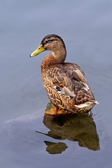 Male mallard duck sitting on water. Vertical image. 