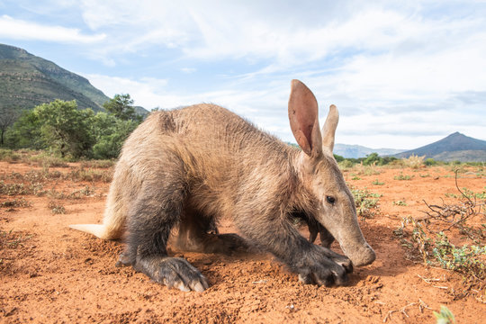 Aardvark defecating and covering dung