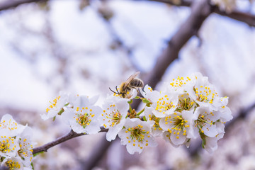 Spring blooming garden. Flowering branch of the plum tree (Prunus domestica) close-up. Plum flowers and a bee. Soft bokeh. Selective focus.