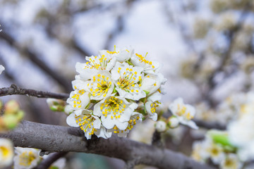 Spring blooming garden. Flowering branch of the plum tree (Prunus domestica) close-up. Soft selective focus.