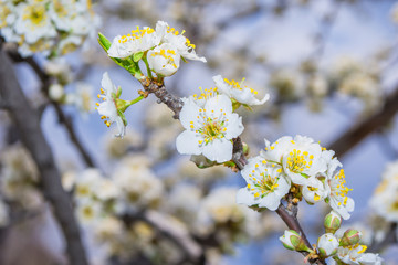 Spring blooming garden. Flowering branch of the plum tree (Prunus domestica) close-up. Soft selective focus.