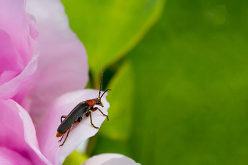 Bug on pink peony flower, close up, wallpaper