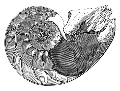 recommend clip art: Pearly Nautilus, vintage illustration.