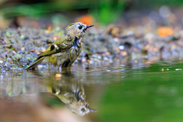 Reflection in water of goldcrest bird, regulus regulus