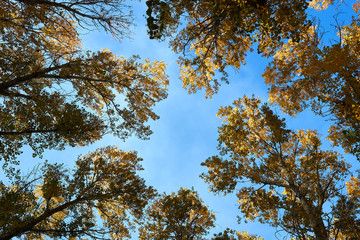 Looking up crown of poplar tree in autumn forest under blue sky. Bottom View