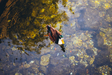 Ducks swimming in a lake during autumn 