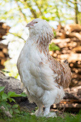 close up of a white bird
