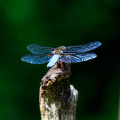 blue dragonfly on a branch