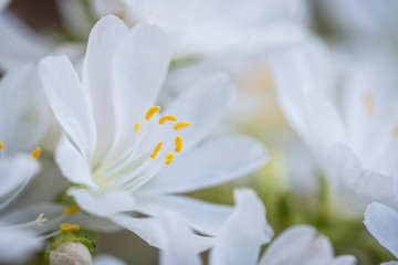 white spring flower