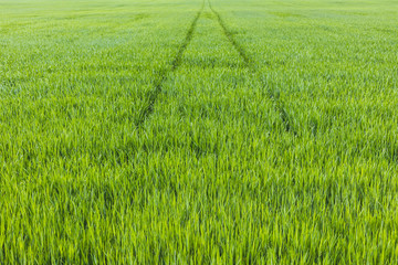 The field of young wheat. Background green grass. Agriculture concept. Rows of young sprouts of wheat.