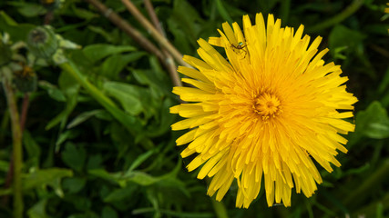 spider on a yellow dandelion close up