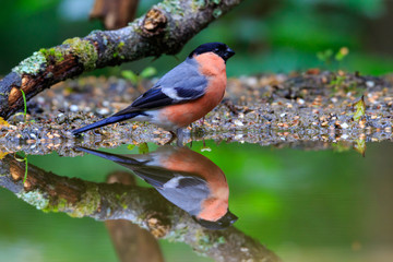 Eurasian Bullfinch, Pyrrhula Pyrrhula reflection in forest pool
