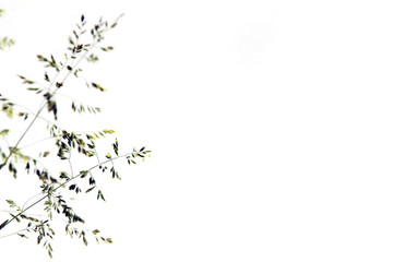 thin elegant herbs on a white background