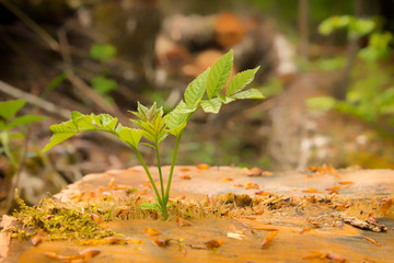 Concept for hope or new life. Young tree growing out of a cut down tree stump.