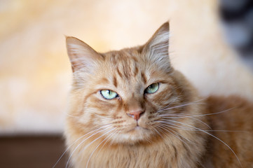 不機嫌そうな顔　茶トラ猫