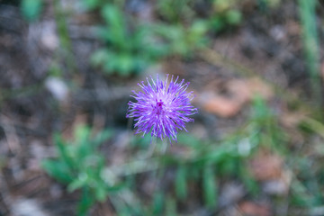 Small flower on blurred forest background.