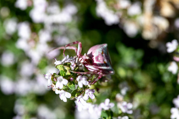Thomise variable, arraignée
