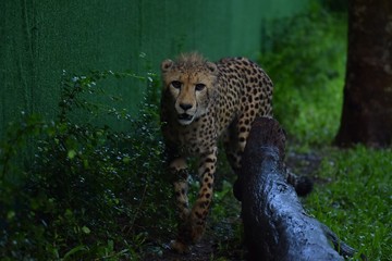 The cheetah is walking in the grass