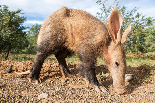 Aardvark feeding during the late afternoon in winter